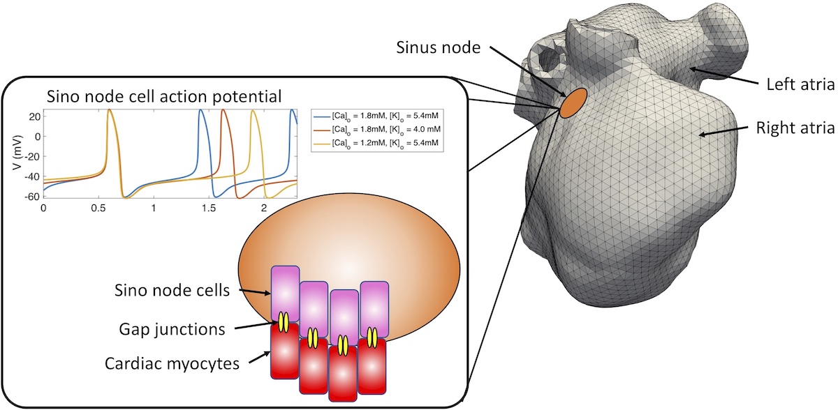 Image of In silico characterization of pace-and-drive capacity of the human sinus node: effects of cellular variability and tissue structure