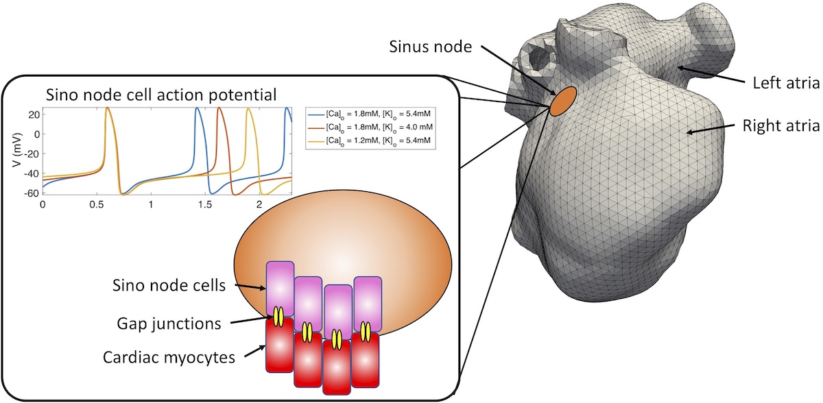 Image of In silico characterization of pace-and-drive capacity of the human sinus node: effects of cellular variability and tissue structure
