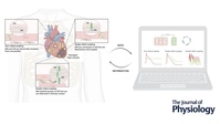 Diagramm zeigt Koppelmechanismen im Herzmuskel mit dazugehöriger Datenanalyse auf Laptop.