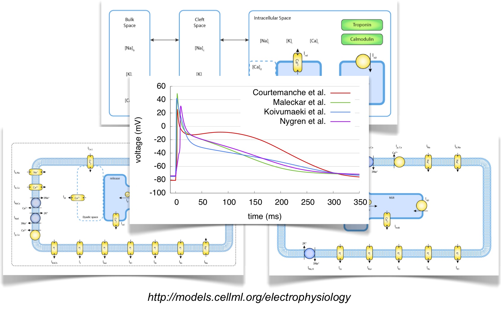 Benchmarking Electrophysiological Models of Human Atrial Myocytes